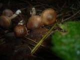 Inocybe phaeoleuca image