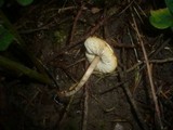 Lepiota boudieri image