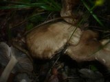 Lyophyllum decastes image