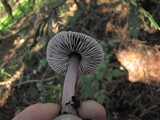 Mycena pura image