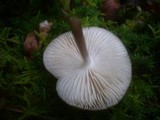 Xerula radicata image