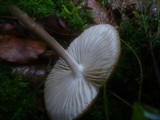 Xerula radicata image