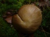 Xerula radicata image