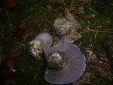 Cortinarius magicus image