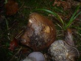 Cortinarius magicus image