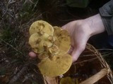 Suillus grevillei image