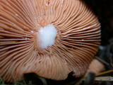 Lactarius substriatus image