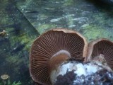 Cortinarius bivelus image