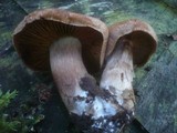 Cortinarius bivelus image