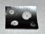 Xeromphalina cauticinalis image
