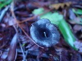 Pseudoclitocybe cyathiformis image