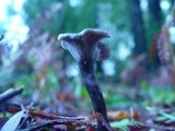 Pseudoclitocybe cyathiformis image
