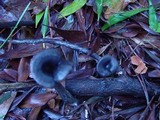 Pseudoclitocybe cyathiformis image