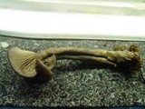 Pseudoclitocybe cyathiformis image