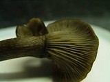 Pseudoclitocybe cyathiformis image