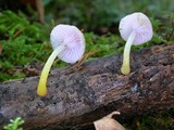 Chromosera cyanophylla image