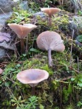 Pseudoclitocybe cyathiformis image