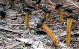 Leotia viscosa image