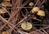 Xeromphalina cauticinalis image