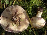 Lactarius pallescens image