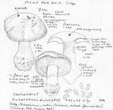 Cortinarius glaucopus image