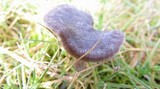 Entoloma sericeum image