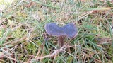 Entoloma sericeum image