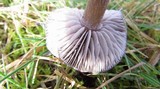 Entoloma sericeum image