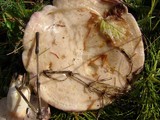 Lactarius pallescens image