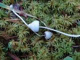 Mycena fragillima image