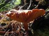 Lactarius rufus image