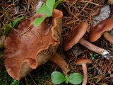 Lactarius rufus var. parvus image