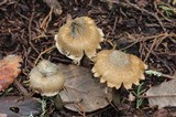Inocybe corydalina image