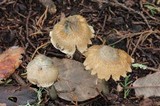Inocybe corydalina image