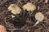 Inocybe corydalina image