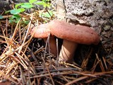 Lactarius rufus var. parvus image