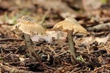 Inocybe corydalina image