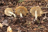 Inocybe corydalina image