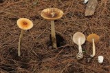 Amanita sect. Vaginatae image