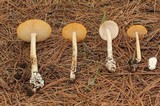 Amanita sect. Vaginatae image