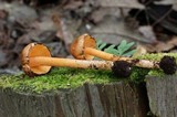 Inocybe cinnamomea image