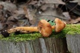 Inocybe cinnamomea image