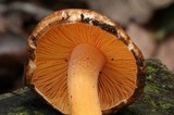 Inocybe cinnamomea image