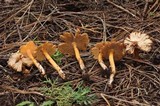 Inocybe cinnamomea image