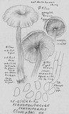 Pseudoclitocybe cyathiformis image