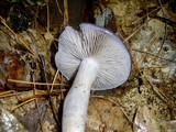 Cortinarius iodes image