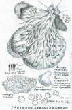 Sarcodon subincarnatus image