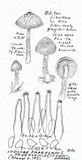 Inocybe cincinnata image