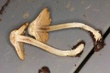 Inocybe corydalina image