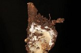 Inocybe corydalina image